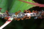Vorschaubild Hymenoptera, Myrmicidae, Myrmica rubra, Rote Gartenameise beim Laeuse melken_2020_08_28--07-16-11.jpg 