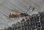Vorschaubild Hymenoptera, Sapygidae, Sapyga clavicornis, Keulenwespe, mit Milben_2013_05_02--13-58-22.jpg 