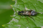 Vorschaubild Hymenoptera, Tenthredinidae, Aglaostigma aucupariae, Blattwespe_2005_01_05--04-59-12.jpg 