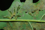 Vorschaubild Hymenoptera, Tenthredinidae, Caliroa annulipes, Larven_2013_09_07--15-13-36.jpg 