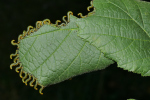 Vorschaubild Hymenoptera, Tenthredinidae, Craesus septentrionalis, Larven_2019_09_12--14-05-37.jpg 