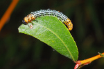 Vorschaubild Hymenoptera, Tenthredinidae, Nematus salicis, Weidenblattwespe, Larven_2018_10_12--10-38-34.jpg 