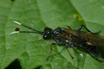 Vorschaubild Hymenoptera, Tenthredinidae, Tenthredo livida, Blattwespe_2006_06_13--17-34-36.jpg 