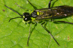 Vorschaubild Hymenoptera, Tenthredinidae, Tenthredo mesomela, Gruenschwarze Blattwespe_2006_06_23--11-25-26.jpg 
