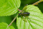 Vorschaubild Hymenoptera, Tenthredinidae, Tenthredo mesomela_2020_06_02--13-19-28.jpg 