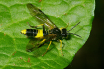 Vorschaubild Hymenoptera, Tenthredinidae, Tenthredo temula, Berauschte Blattwespe_2006_06_09--11-54-55.jpg 
