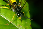 Vorschaubild Hymenoptera, Tenthredinidae, Tenthredo temula, Berauschte Blattwespe_2006_06_09--11-55-12.jpg 