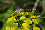 Vorschaubild Hymenoptera, Tenthredinidae, Tenthredo, Paarung_2019_05_05--16-12-10.jpg 