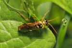 Vorschaubild Hymenoptera, Tenthredinidae,_2018_05_18--10-08-46.jpg 