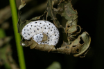 Vorschaubild Hymenoptera, Tentredinidae, Tenthredo scrophulariae, Blattwespenlarve_2005_09_09--12-23-41.jpg 