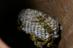 Vorschaubild Hymenoptera, Vespidae, Polistes dominulus, Nest_2005_07_29--13-51-31.jpg 