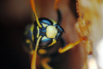 Vorschaubild Hymenoptera, Vespidae, Polistes_2015_03_20--12-31-26.jpg 
