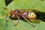 Vorschaubild Hymenoptera, Vespidae, Vespa crabro, Hornisse_2012_10_05--11-20-20.jpg 