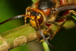 Vorschaubild Hymenoptera, Vespidae, Vespa crabro, Hornisse_2020_09_27--10-05-50.jpg 