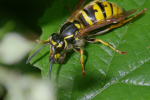 Vorschaubild Hymenoptera, Vespidae, Vespa vulgaris_2006_06_23--10-30-05.jpg 
