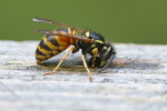 Vorschaubild Hymenoptera, Vespidae, Vespula vulgaris, Gemeine Vespe beim Holz sammeln_2020_07_09--11-33-38.jpg 