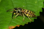 Vorschaubild Hymenoptera, Vespidae, Vespula vulgaris, Gemeine Wespe_2020_08_11--10-28-15.jpg 