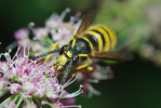 Vorschaubild Hymenoptera, Vespidae, Vespula vulgaris_2013_08_20--14-35-29.jpg 