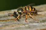 Vorschaubild Hymenoptera, Vespidae, Vespula, Wespe beim Holzsammeln_2020_07_09--11-35-56.jpg 