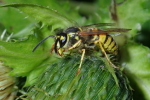 Vorschaubild Hymenoptera, Vespidae, Vespula_2020_08_03--09-16-55.jpg 