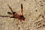 Vorschaubild Hymenoptera, Vespidae,_2011_02_05--11-37-16.jpg 