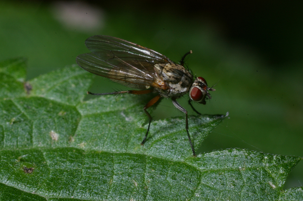 Skaliertes Bild Diptera, Anthomyiidae indet., Blumenfliege_2008_10_19--15-46-55.jpg 
