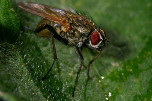 Skaliertes Bild Diptera, Anthomyiidae, Hydrophoria lancifer_2006_06_23--09-38-41.jpg 