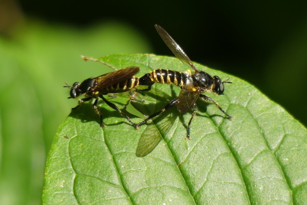 Skaliertes Bild Diptera, Asilidae, Choerades marginata, Gemeine Mordfliege, Paarung_2020_08_18--11-09-53.jpg 