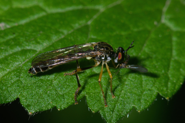 Skaliertes Bild Diptera, Asilidae, Dioctria linearis_2005_06_24--08-44-12.jpg 