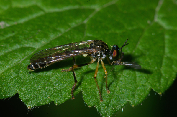 Skaliertes Bild Diptera, Asilidae, Dioctria_2005_06_24--08-44-12.jpg 