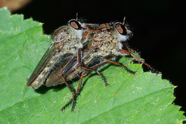 Skaliertes Bild Diptera, Asilidae, Raubfliege, Paarung_2020_08_11--15-11-28.jpg 