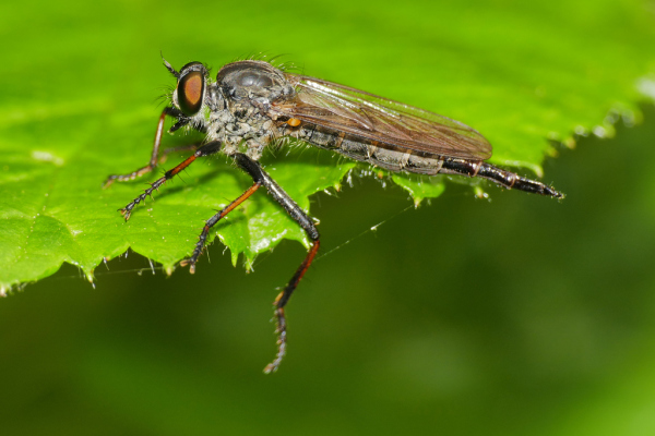 Skaliertes Bild Diptera, Asilidae,_2019_08_02--13-30-41.jpg 