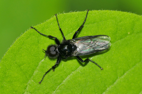Skaliertes Bild Diptera, Bibionidae,_2019_05_07--13-21-09.jpg 