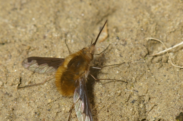 Skaliertes Bild Diptera, Bombyliidae, Bombylius major, Grosser Wollschweber_2007_04_11--10-04-31.jpg 