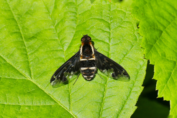 Skaliertes Bild Diptera, Bombyliidae, Exhyalanthrax, Schweber_2019_07_19--10-33-05.jpg 