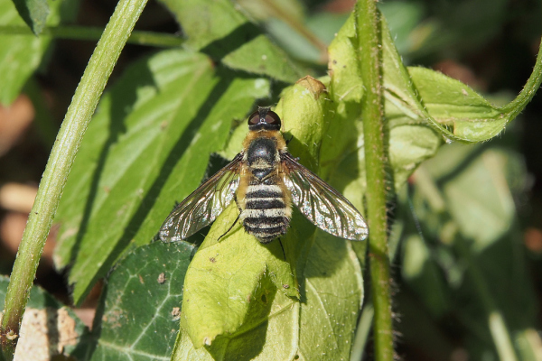 Skaliertes Bild Diptera, Bombyliidae, Villa hottentotta_2018_07_13--09-01-32.jpg 