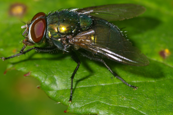 Skaliertes Bild Diptera, Calliphoridae, Lucilia sp., Goldfliege_2005_09_01--17-15-27.jpg 