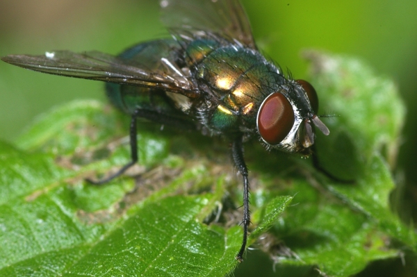 Skaliertes Bild Diptera, Calliphoridae, Lucilia, Goldfliege_2006_07_29--14-04-19.jpg 