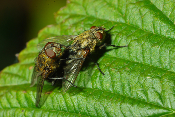 Skaliertes Bild Diptera, Calliphoridae, Pollenia sp., Paarung_2009_09_07--08-03-41.jpg 