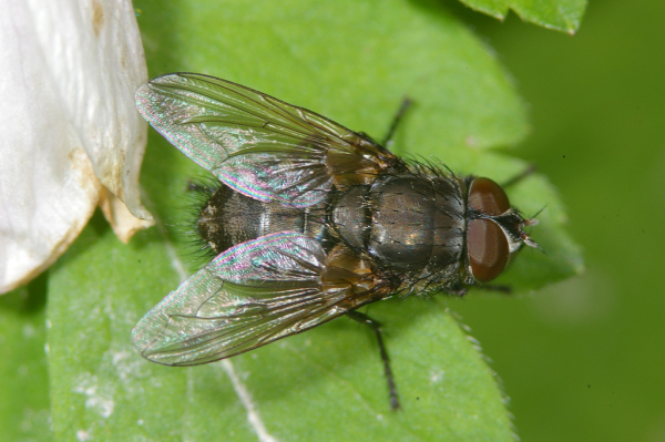 Skaliertes Bild Diptera, Calliphoridae, Pollenia sp._2005_01_01--07-07-37.jpg 