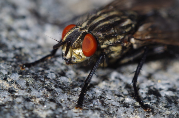 Skaliertes Bild Diptera, Calliphoridae,_2014_05_14--14-42-21.jpg 