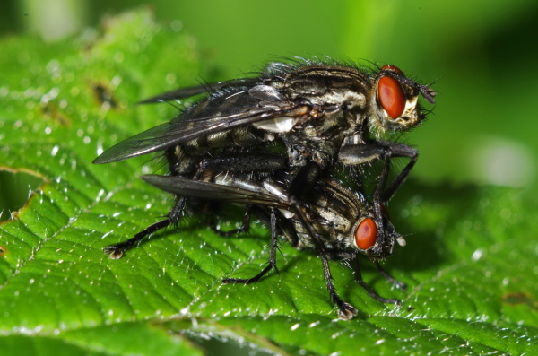Skaliertes Bild Diptera, Calliphoridae,_2014_05_16--13-51-21.jpg 