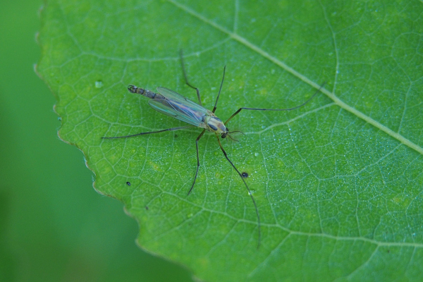 Skaliertes Bild Diptera, Chironomidae, Zuckmuecke_2019_05_24--10-02-15.jpg 