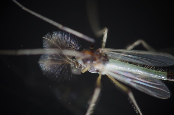 Skaliertes Bild Diptera, Chironomidae,_2014_07_07--11-42-08.jpg 