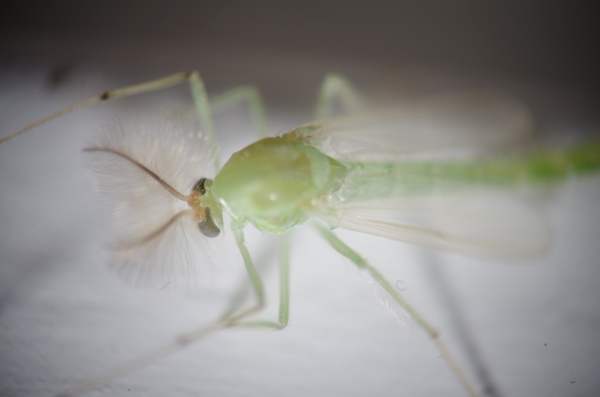 Skaliertes Bild Diptera, Chironomidae,_2014_07_07--12-05-46.jpg 