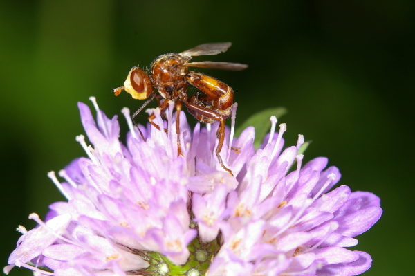 Skaliertes Bild Diptera, Conopidae, Sicus ferrugineus, Blasenkopffliege_2006_07_11--09-09-47.jpg 