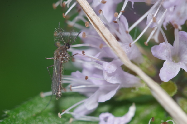 Skaliertes Bild Diptera, Culicidae, Stechmückenmaennchen_2014_08_22--14-29-17.jpg 