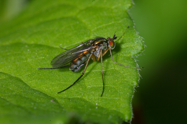 Skaliertes Bild Diptera, Dolichopodidae, Dolichopus nigricornis_2005_06_18--09-49-33.jpg 