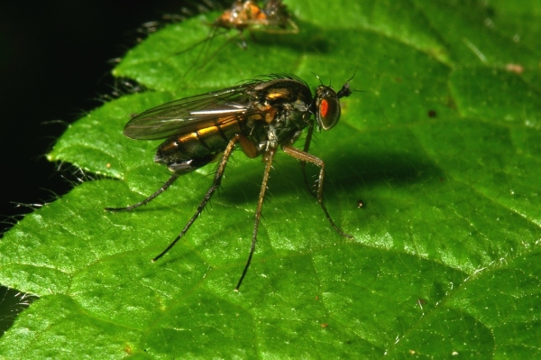 Skaliertes Bild Diptera, Dolichopodidae, Dolichopus ungulatus_2007_06_11--12-30-33.jpg 