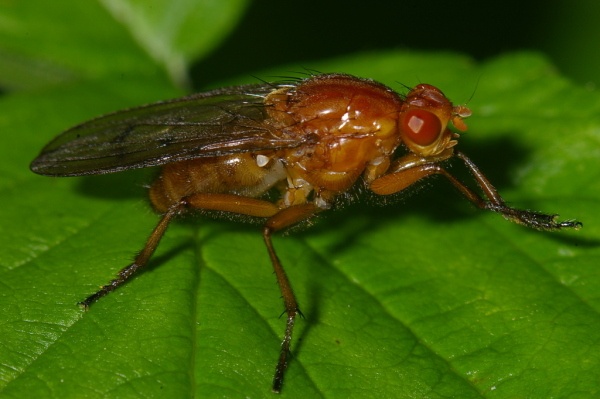 Skaliertes Bild Diptera, Dryomycidae, Dryomyza anilis, Baumfliege_2006_09_24--11-13-35.jpg 